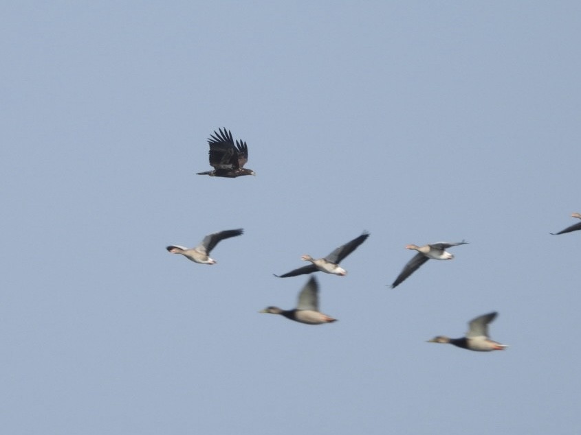 White-tailed Eagle - ML624023354