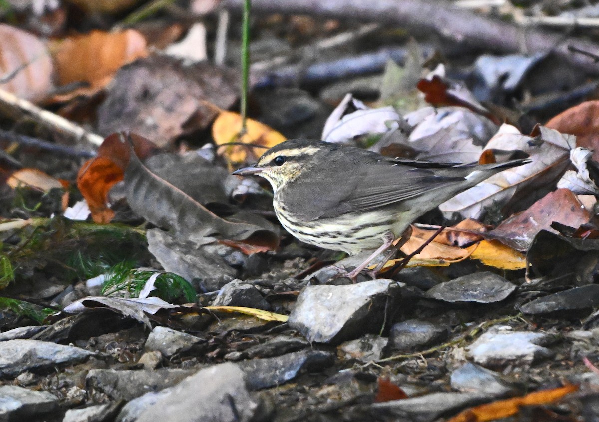 Northern Waterthrush - ML624023363