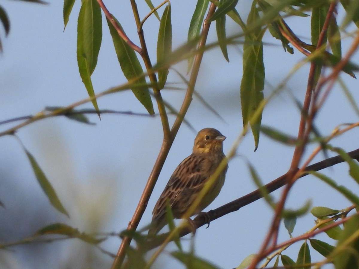 Yellowhammer - ML624023369