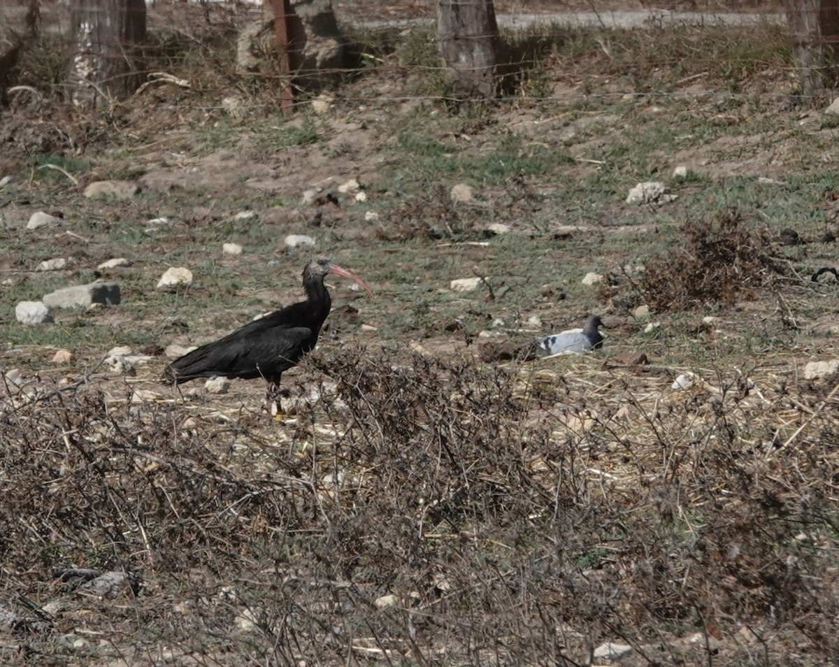 Northern Bald Ibis - ML624023370