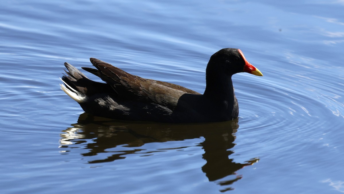 Dusky Moorhen - ML624023380