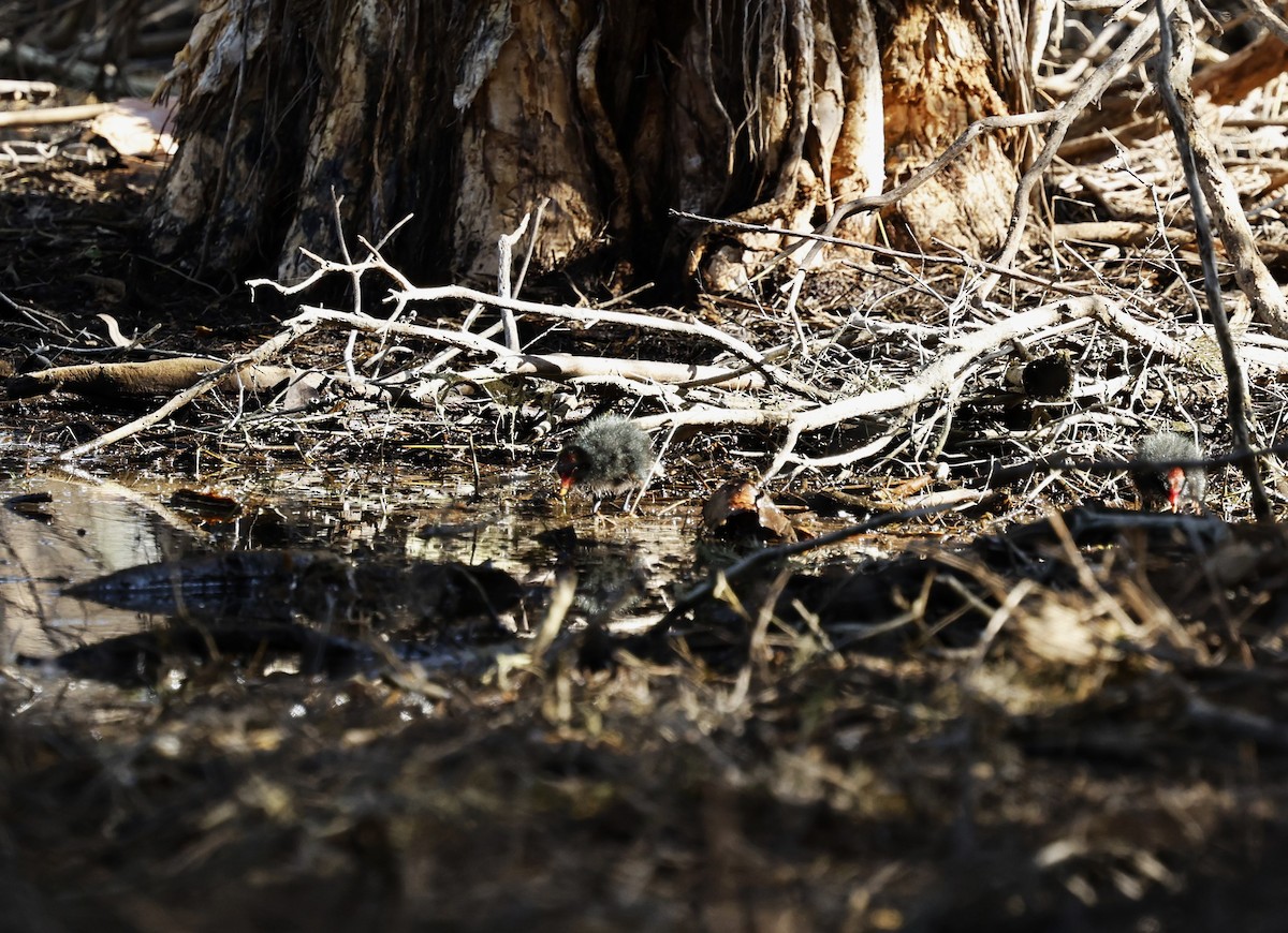 Dusky Moorhen - ML624023381