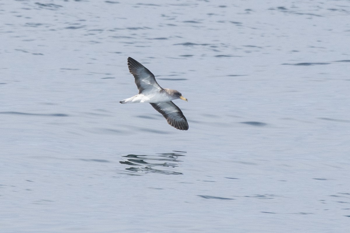 Cory's Shearwater (borealis) - ML624023390