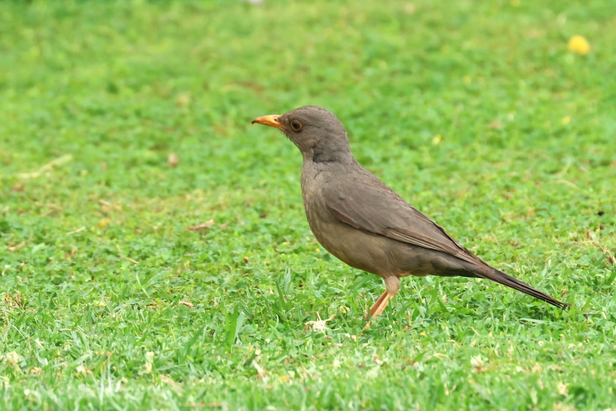 Karoo Thrush - ML624023397