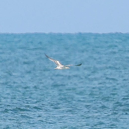 Great Crested Tern - ML624023399