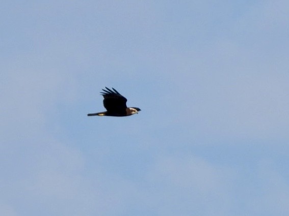 Western Marsh Harrier - ML624023462