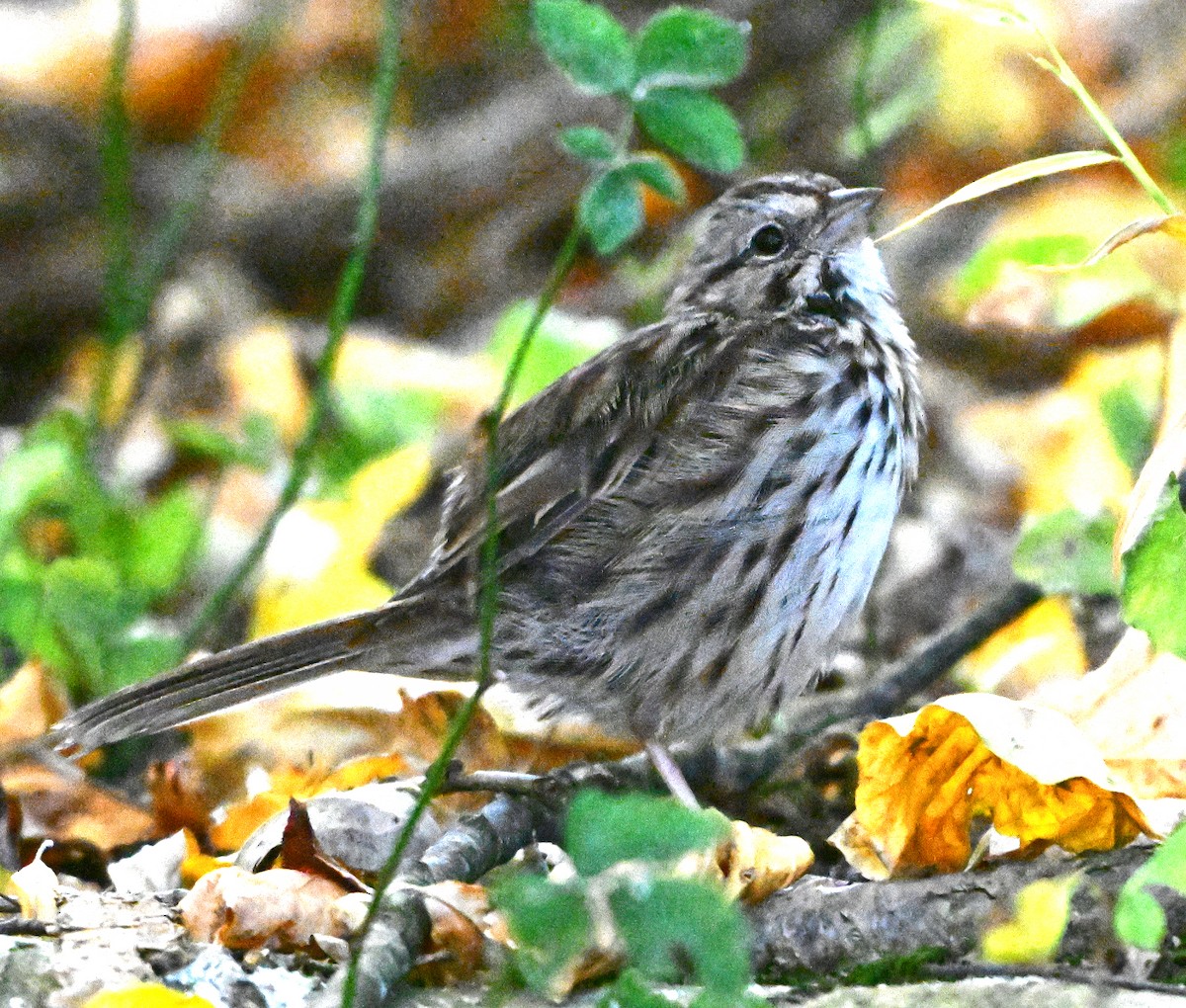 Song Sparrow - ML624023463