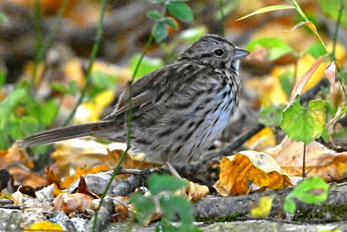 Song Sparrow - ML624023464