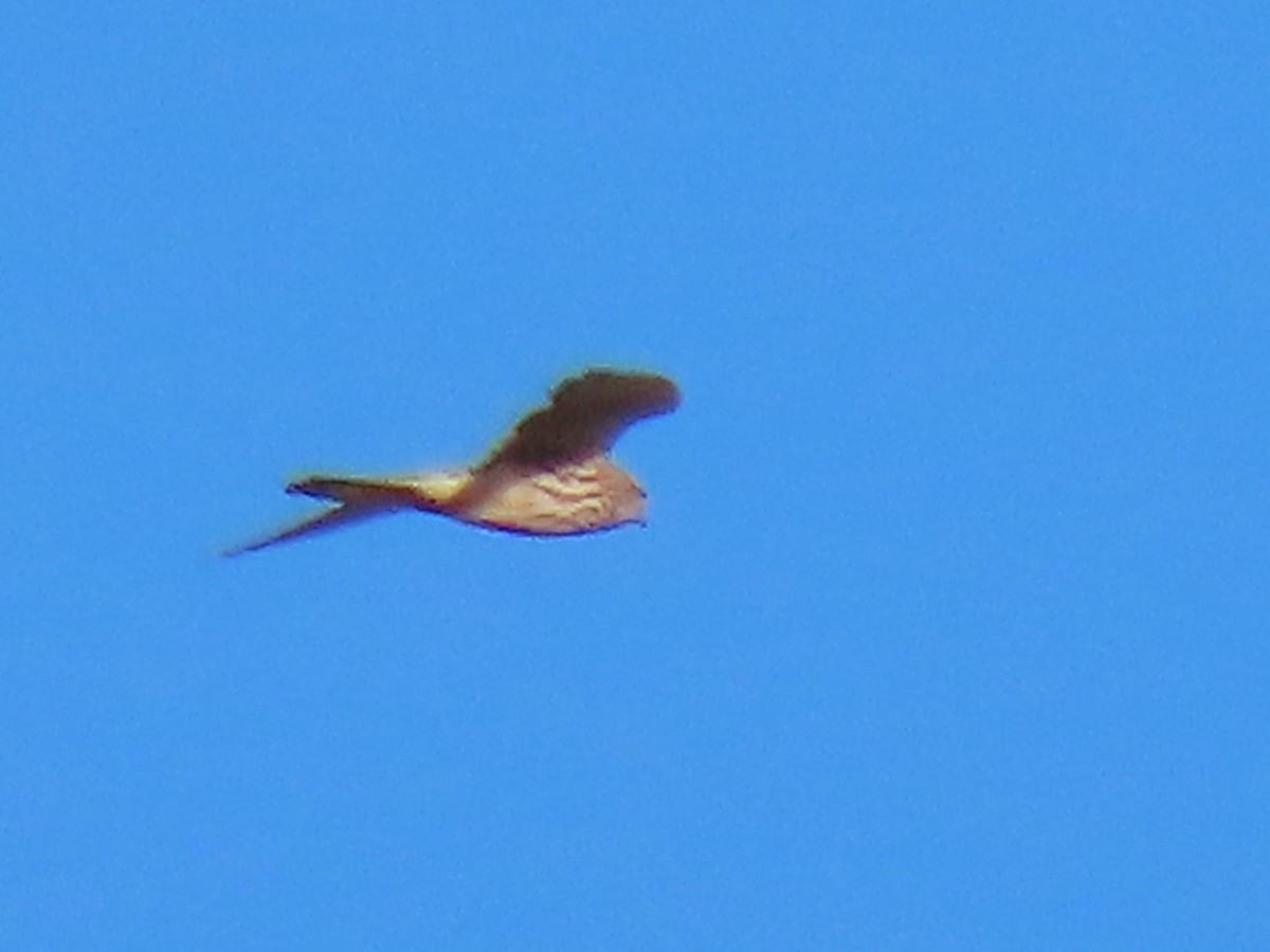 Lesser Kestrel - ML624023467