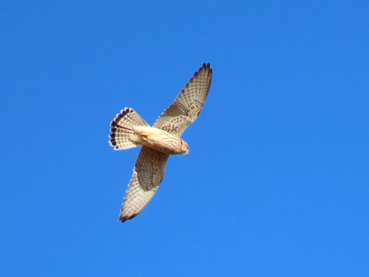 Lesser Kestrel - ML624023474