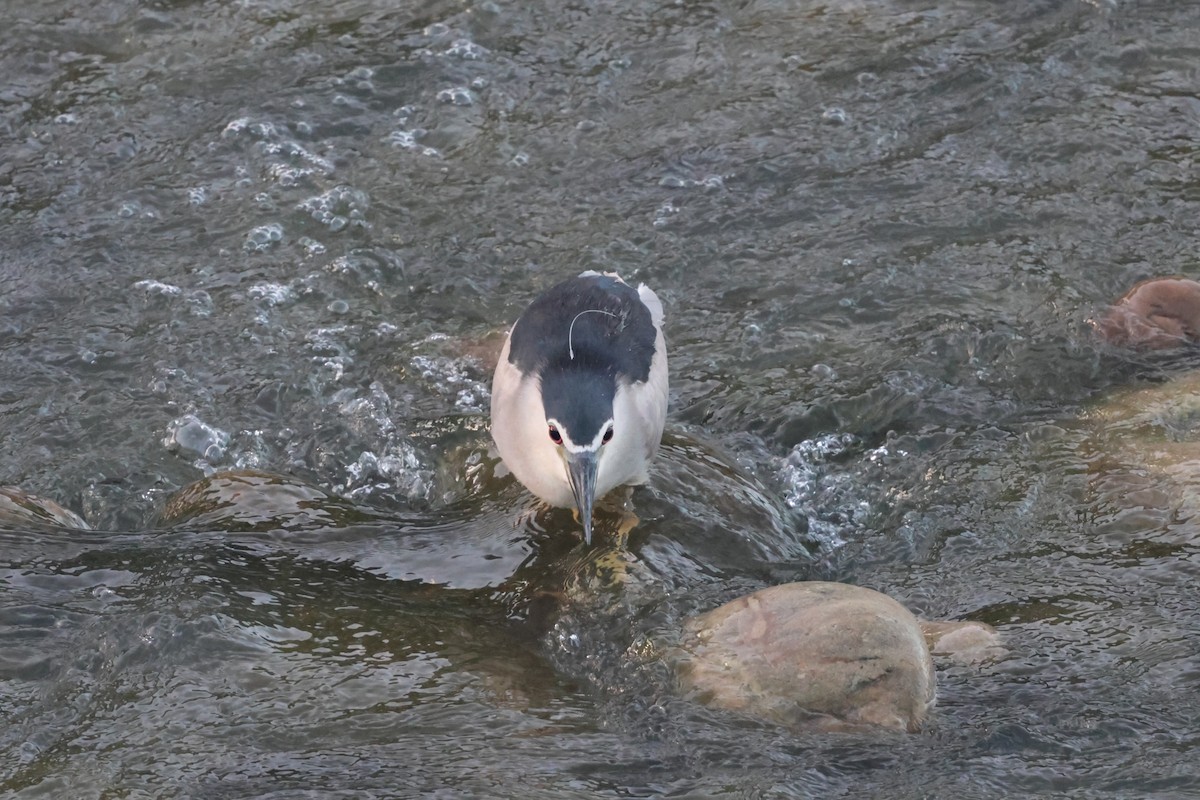 Black-crowned Night Heron - ML624023486