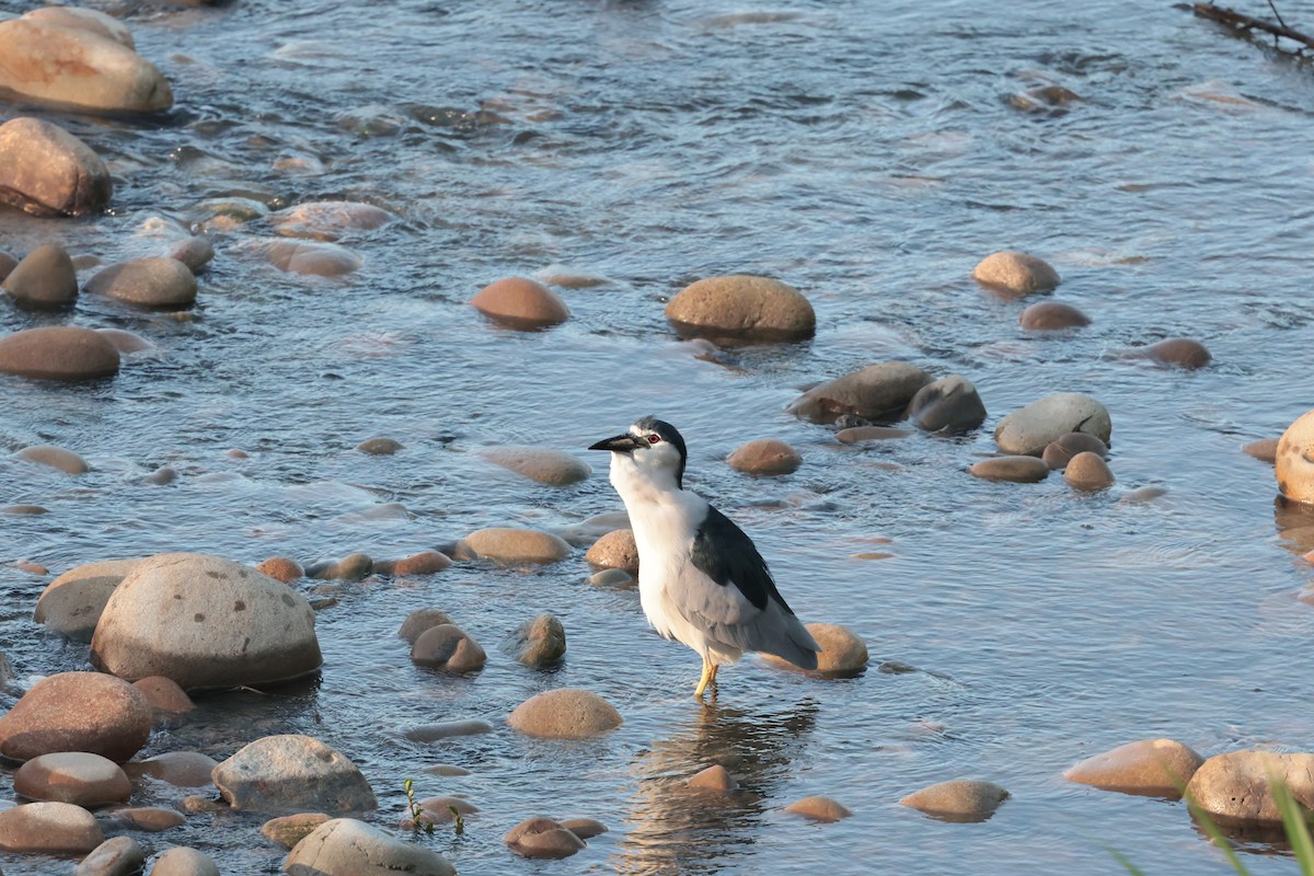 Black-crowned Night Heron - ML624023487