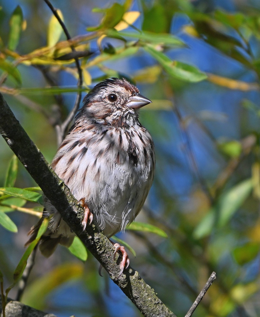 Song Sparrow - ML624023491