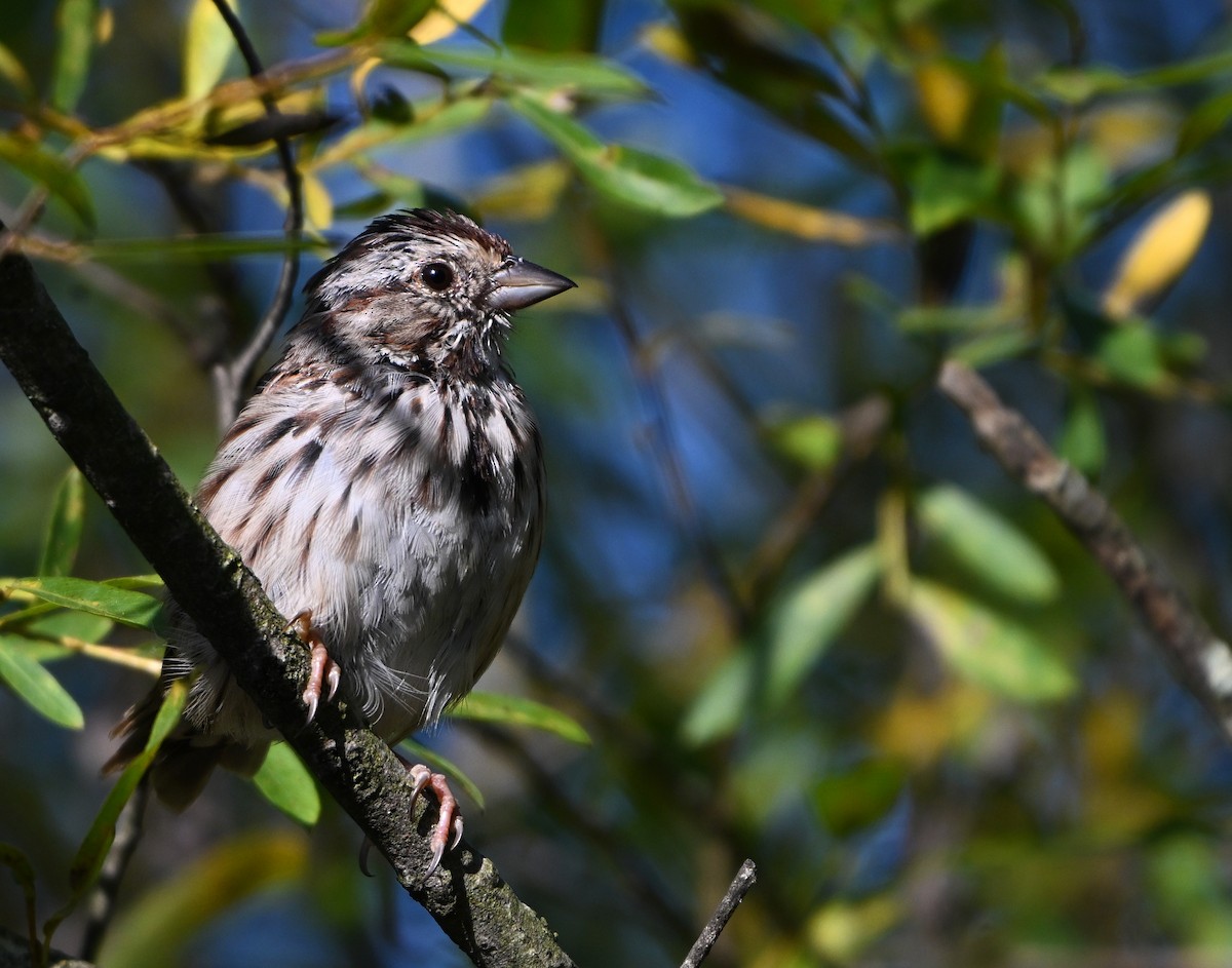 Song Sparrow - ML624023492