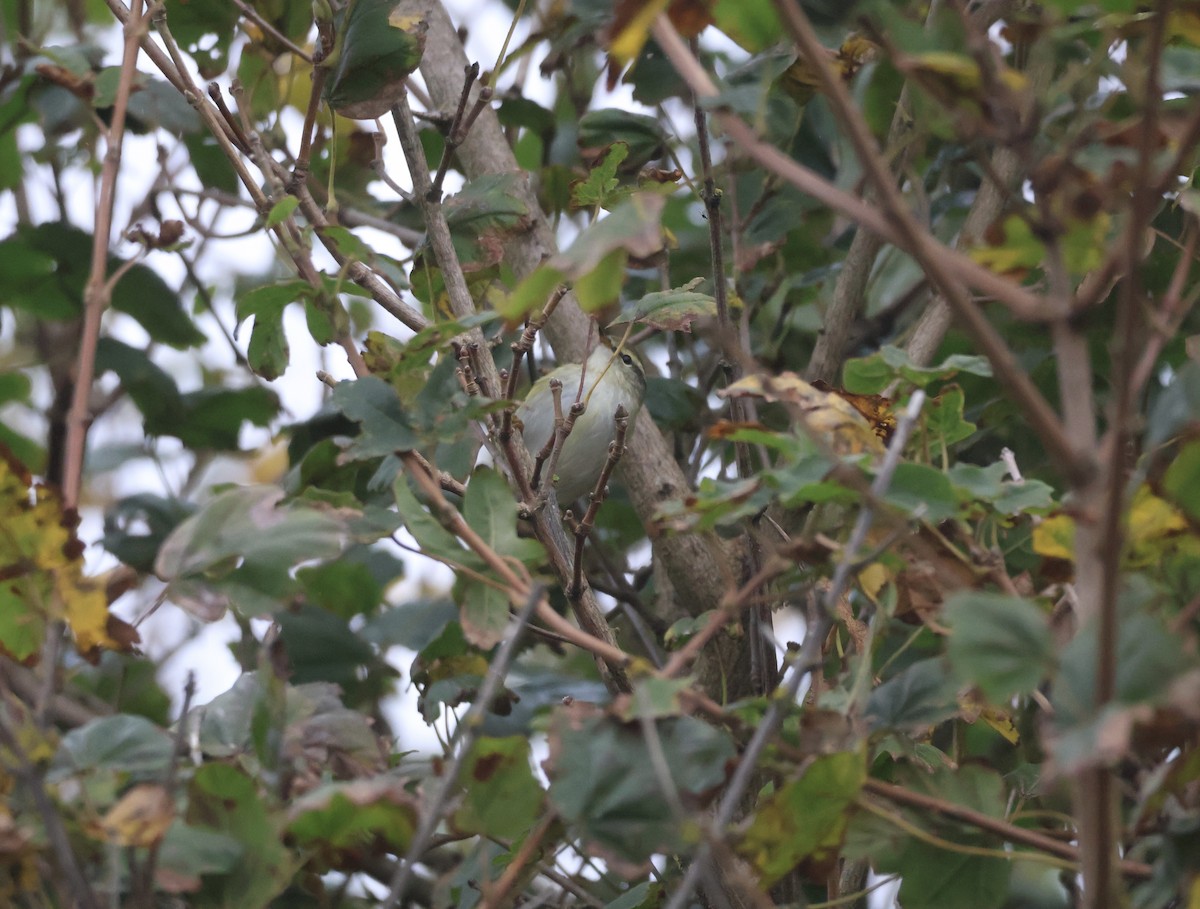 Yellow-browed Warbler - Anonymous