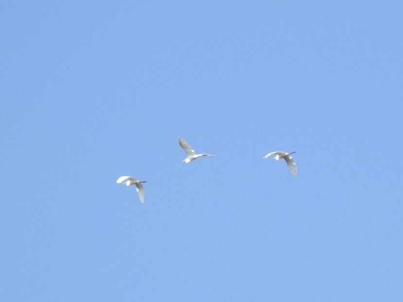 Great Egret - ML624023519