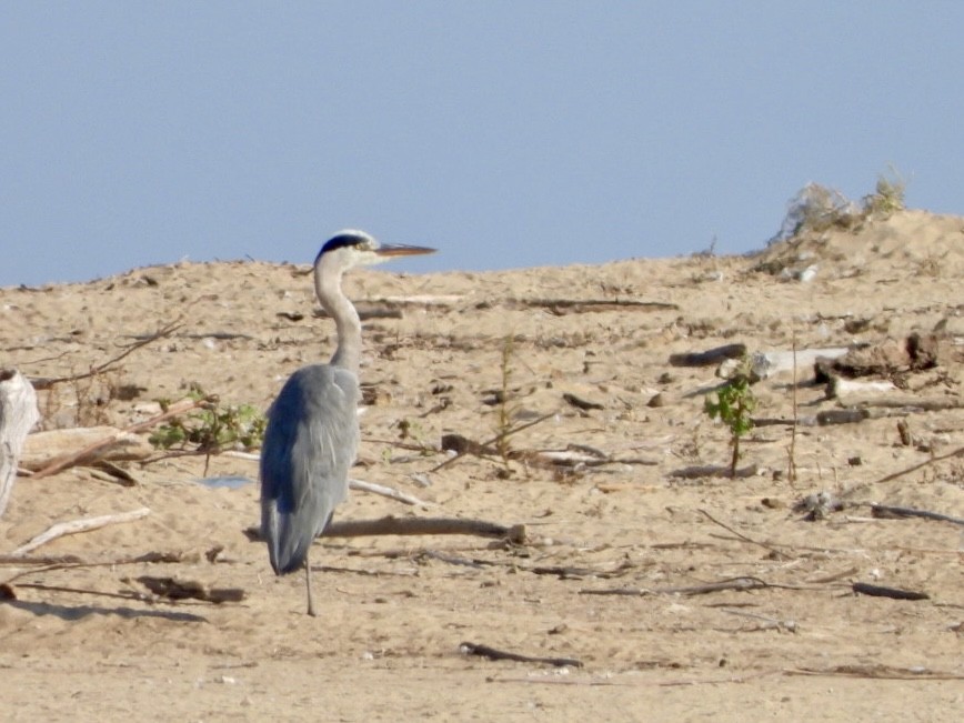 Gray Heron - Monika Czupryna