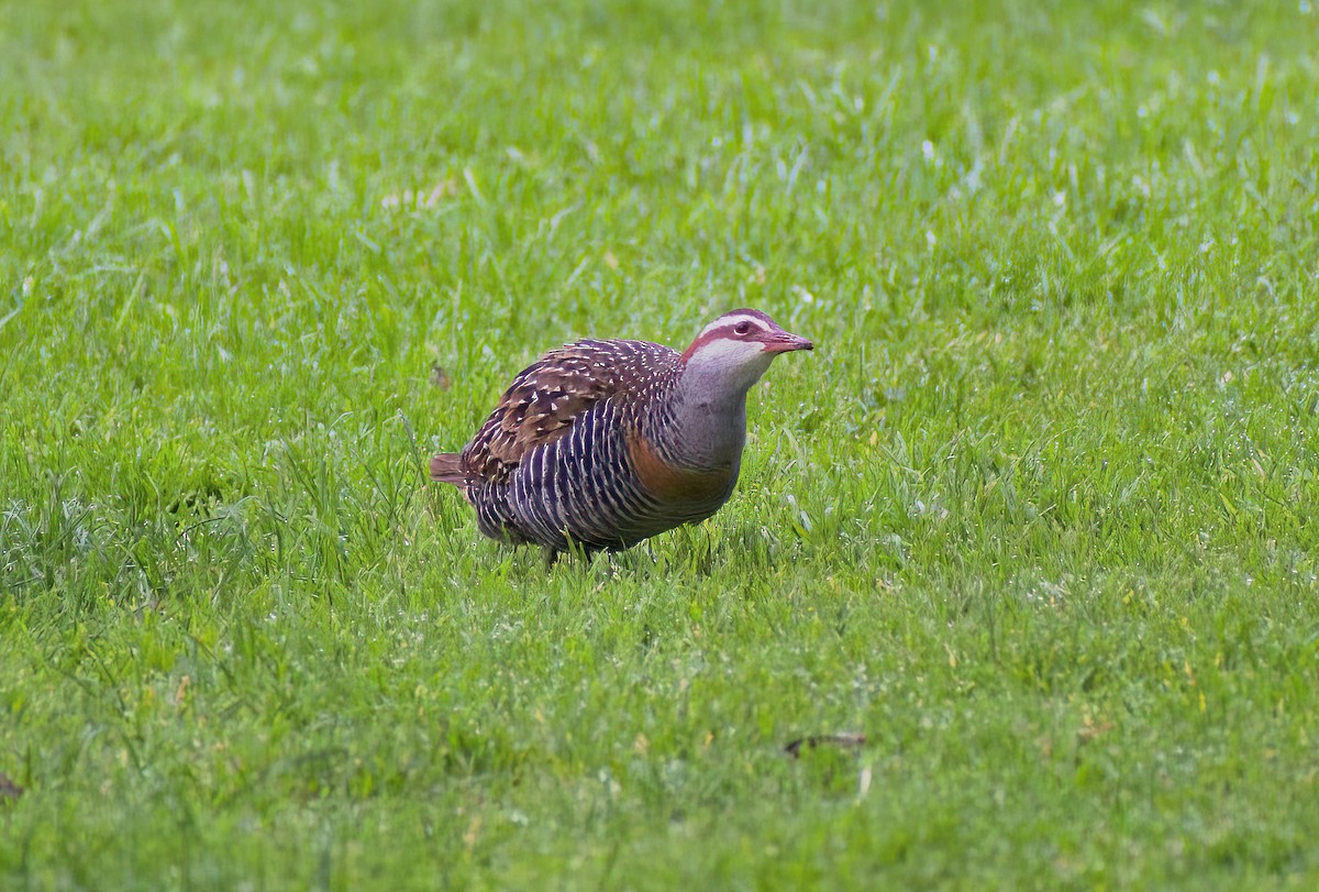 Buff-banded Rail - ML624023528