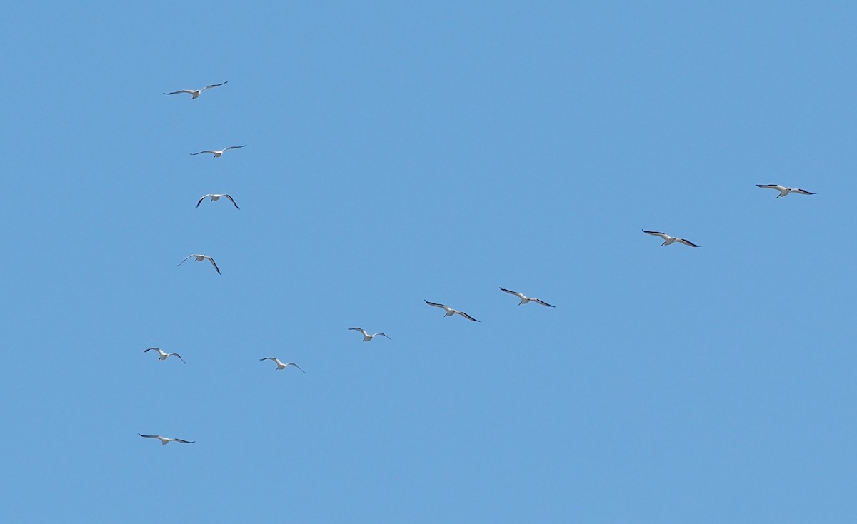 שקנאי אמריקני - ML624023537