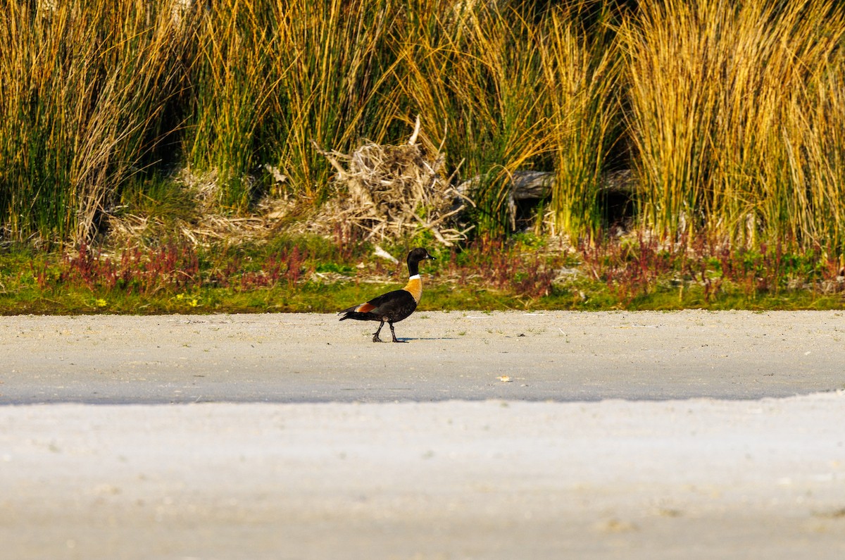 Australian Shelduck - Paul Rankin