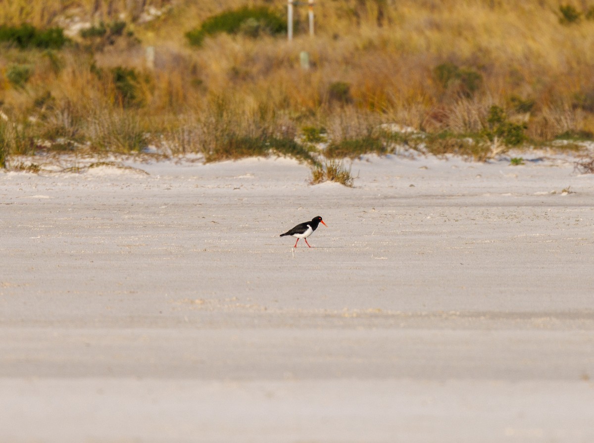 Pied Oystercatcher - ML624023602