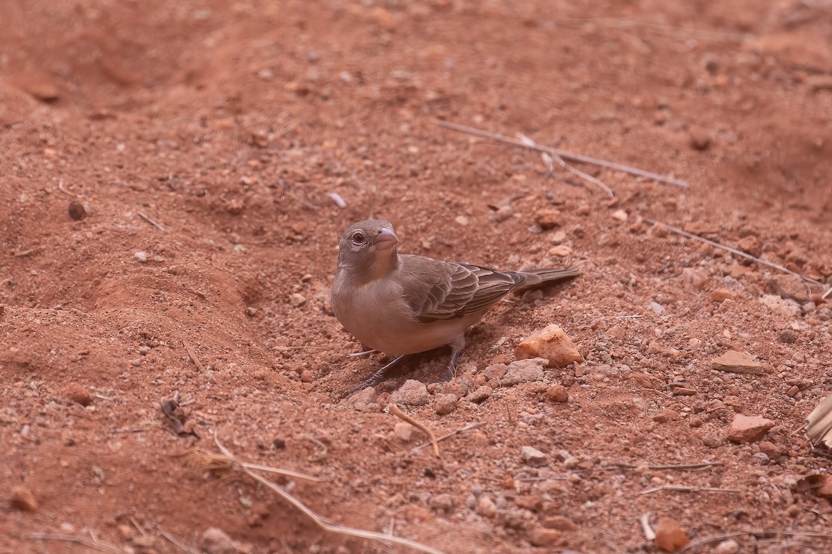 Yellow-spotted Bush Sparrow - Thomas Galewski