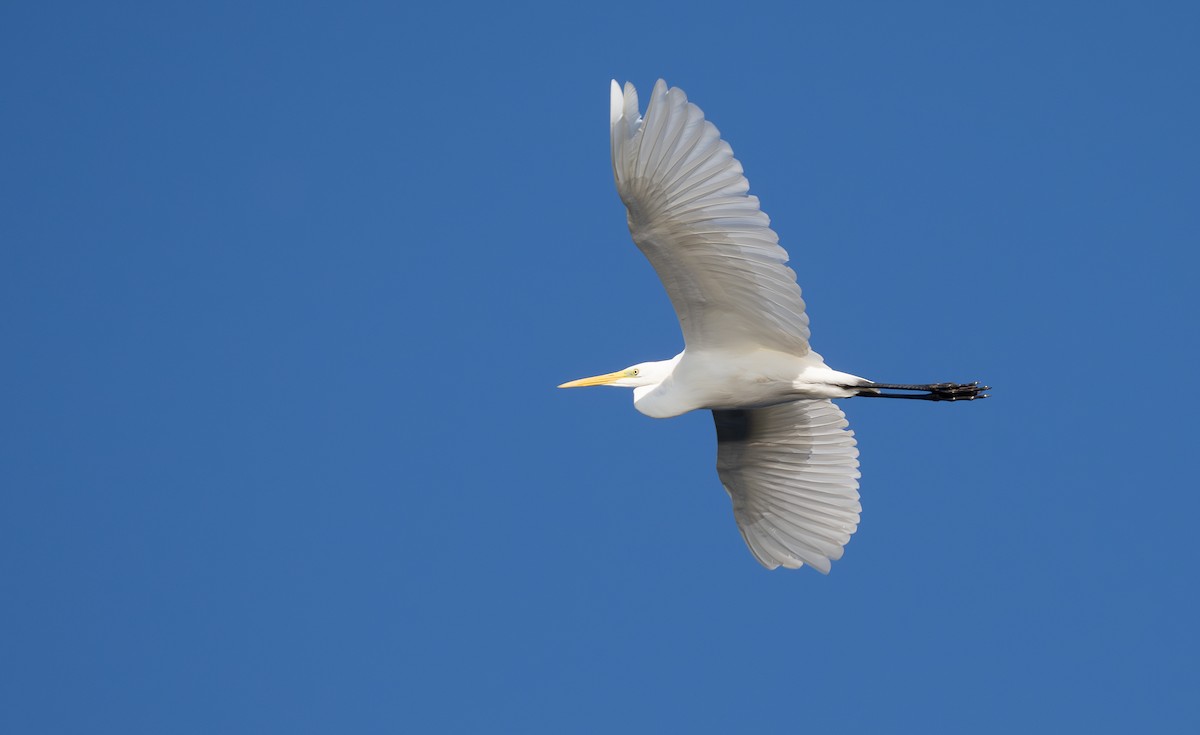 Great Egret - ML624023649