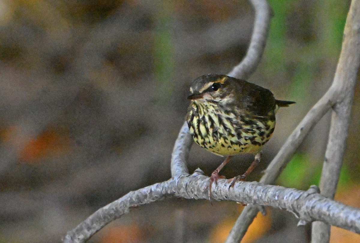 Northern Waterthrush - ML624023653