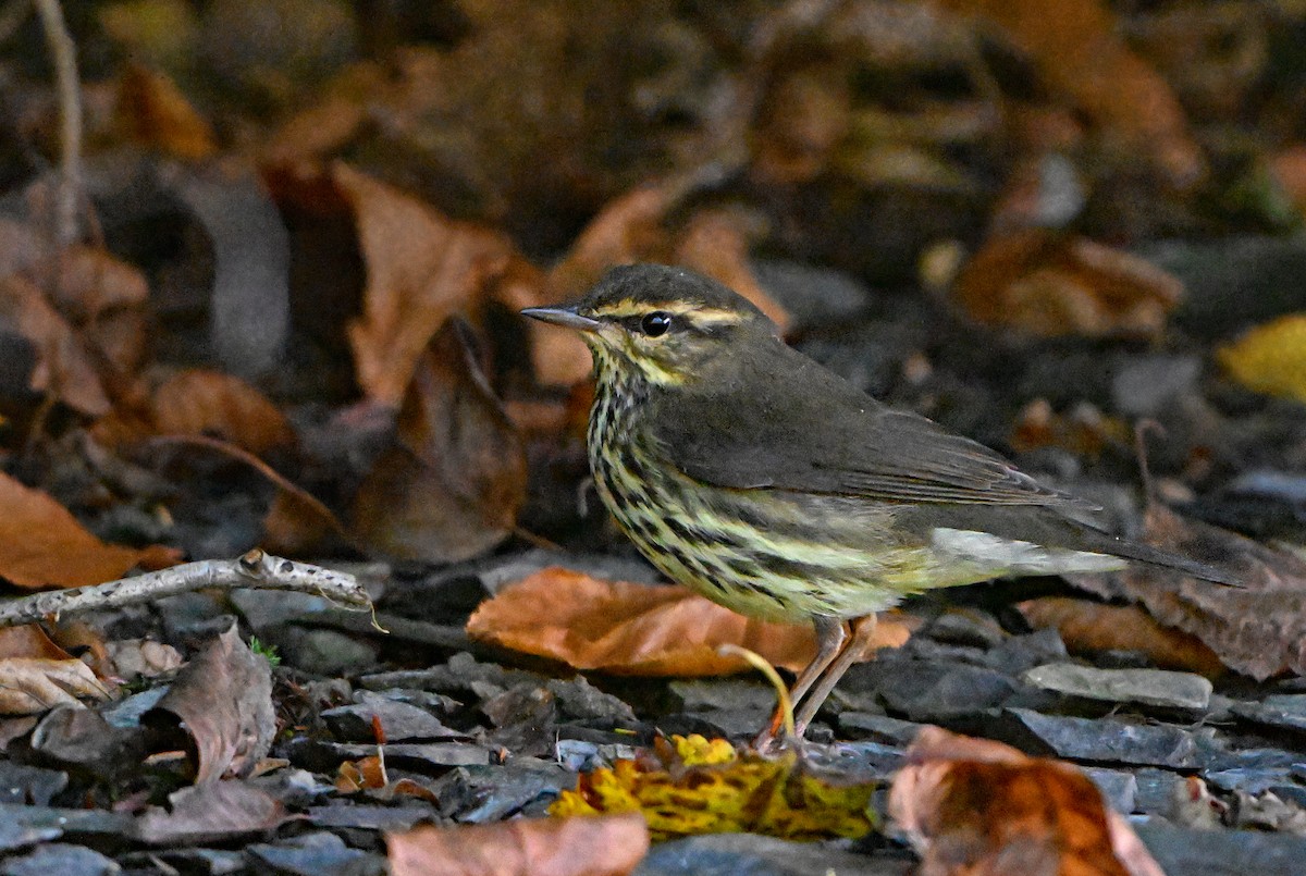 Northern Waterthrush - ML624023654