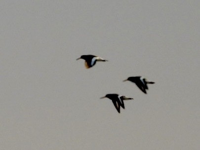 Eurasian Oystercatcher - Monika Czupryna