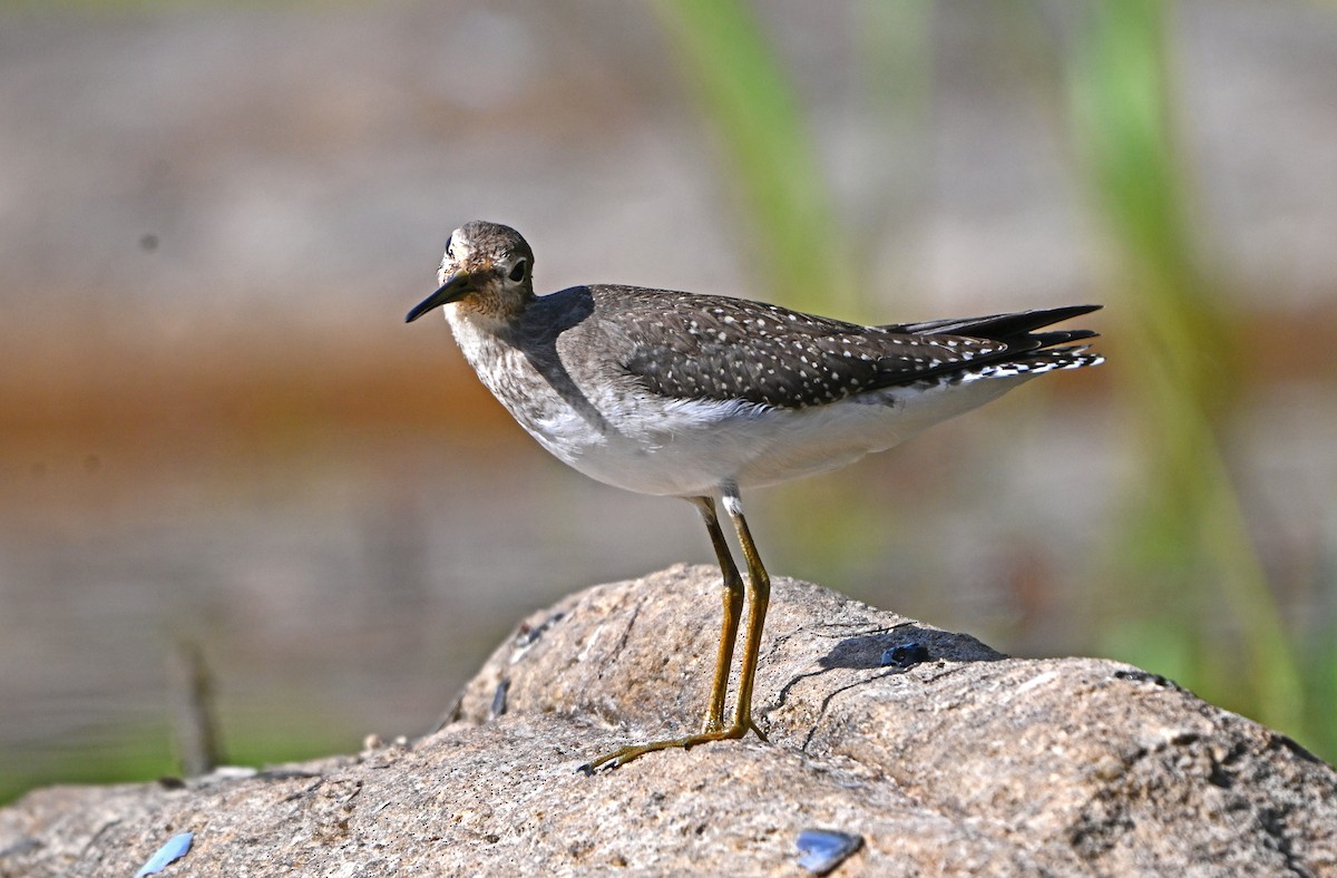 Solitary Sandpiper - ML624023692