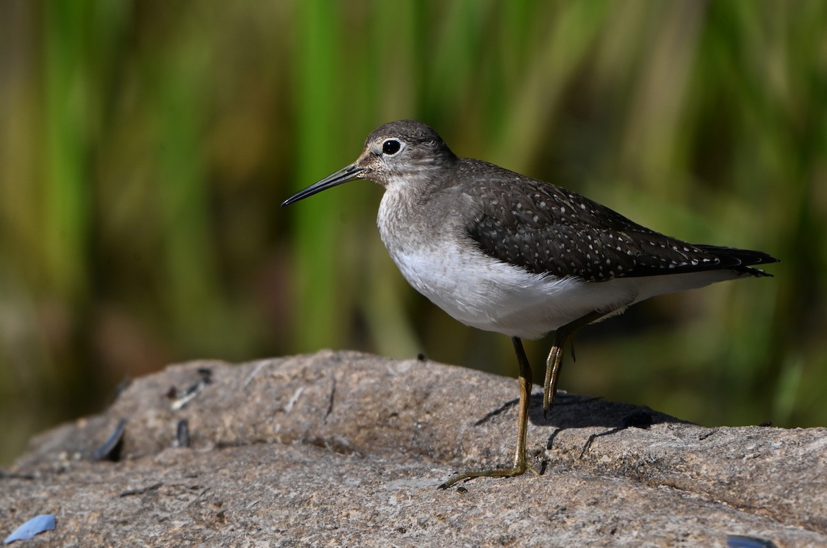 Solitary Sandpiper - ML624023694