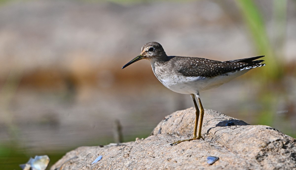 Solitary Sandpiper - ML624023698