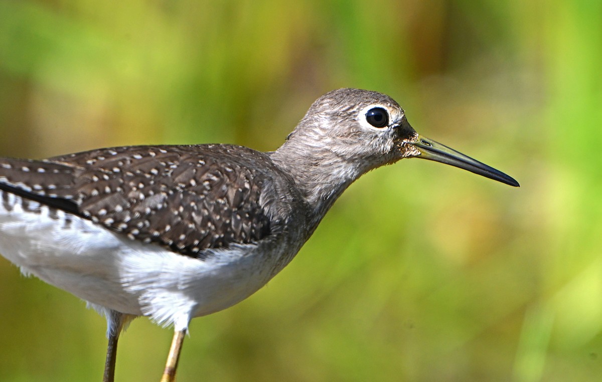 Solitary Sandpiper - Paul Nale