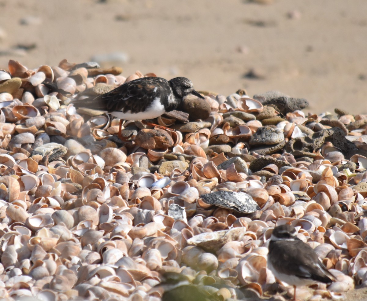 Ruddy Turnstone - ML624023723