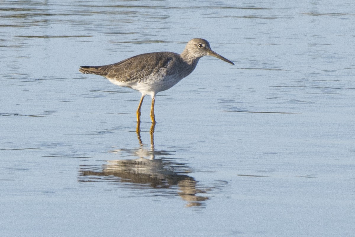 Common Redshank - ML624023724