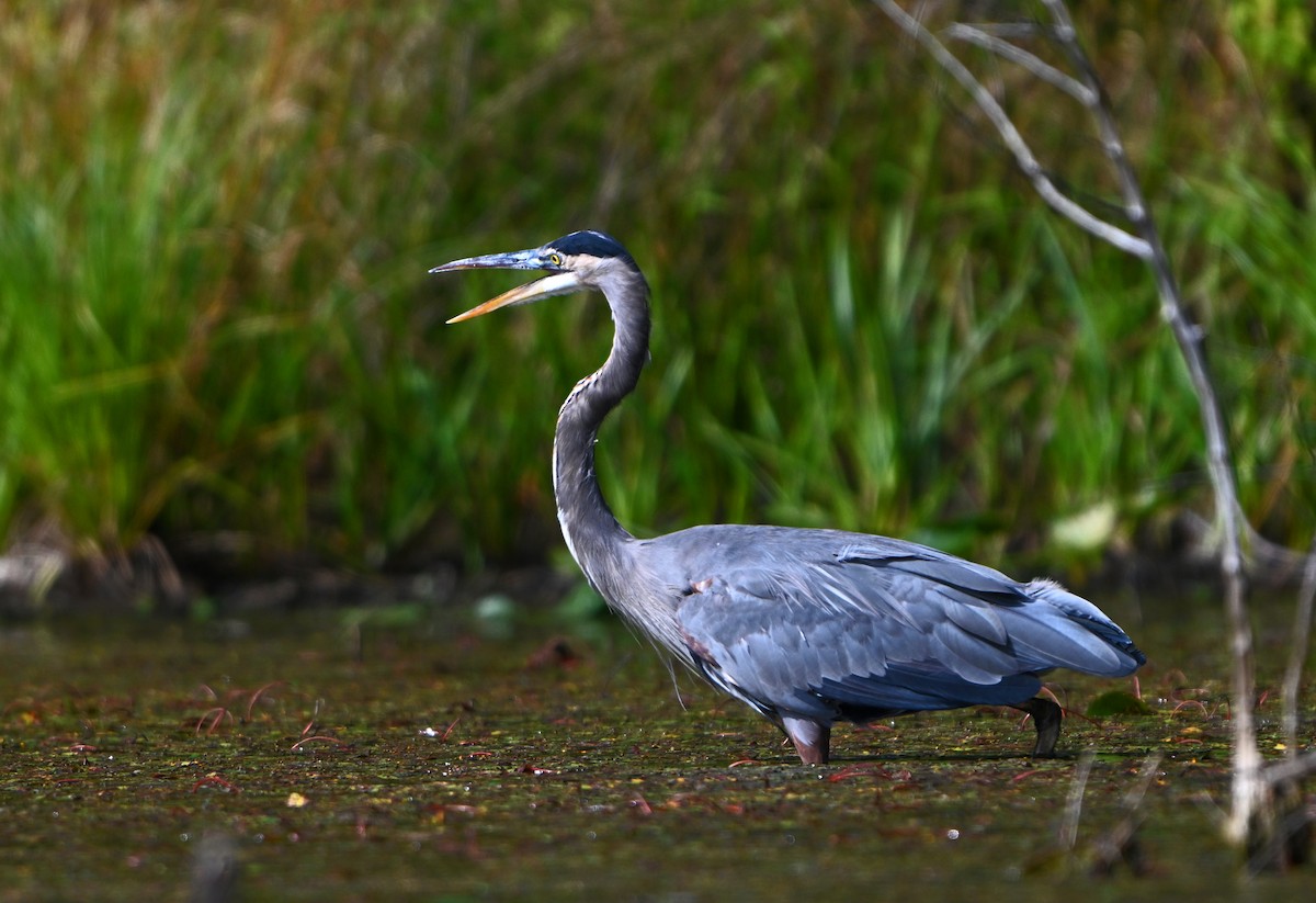 Great Blue Heron - ML624023753