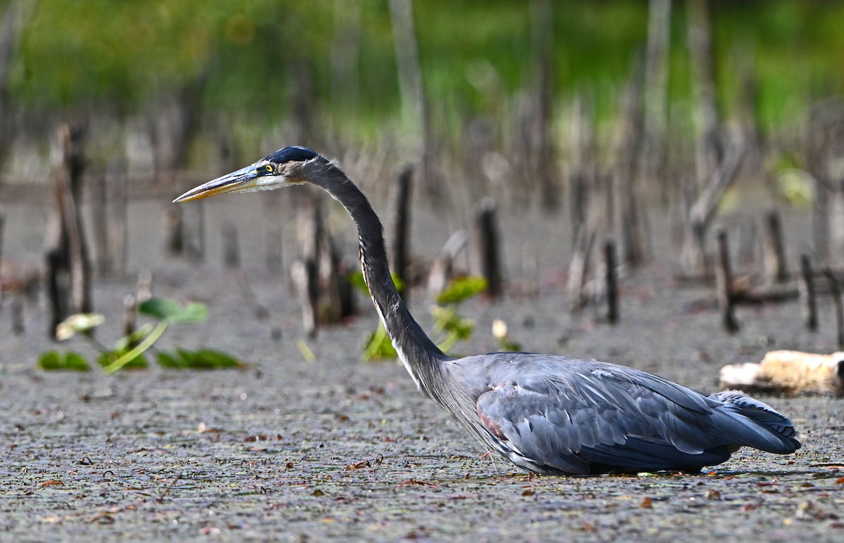 Great Blue Heron - ML624023755