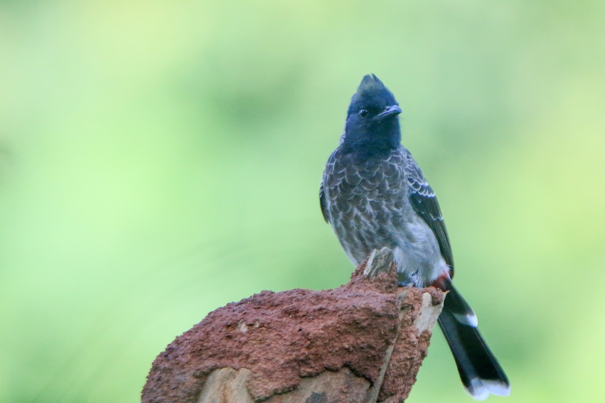 Red-vented Bulbul - ML624023796