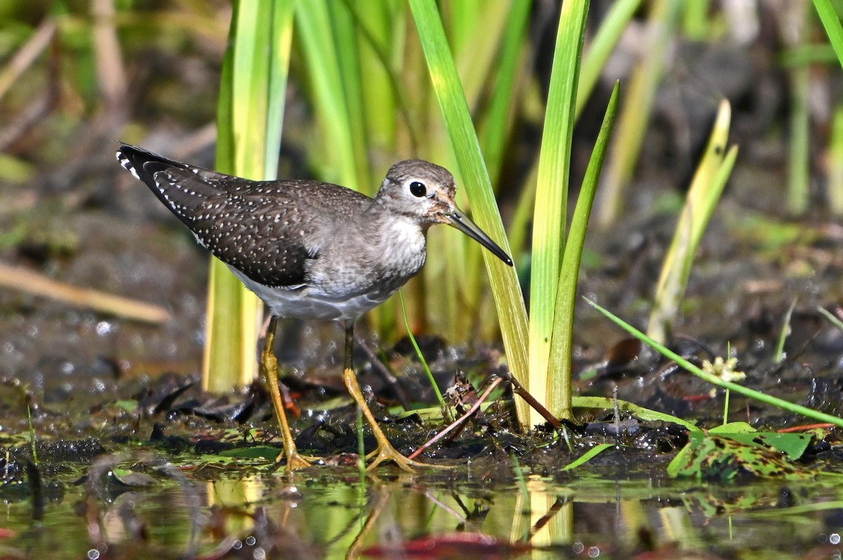 Solitary Sandpiper - ML624023806