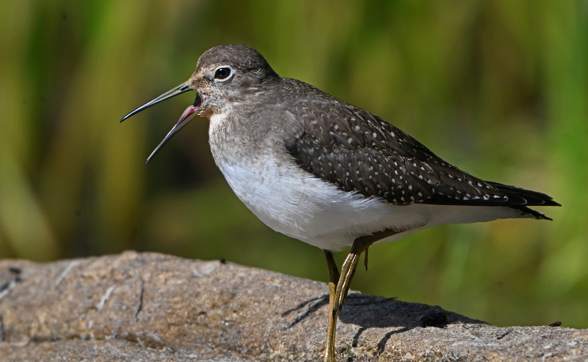 Solitary Sandpiper - ML624023807