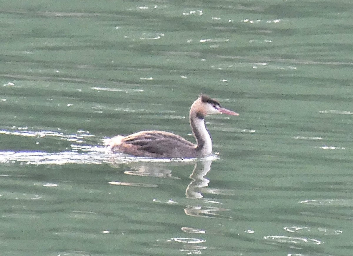 Great Crested Grebe - ML624023847