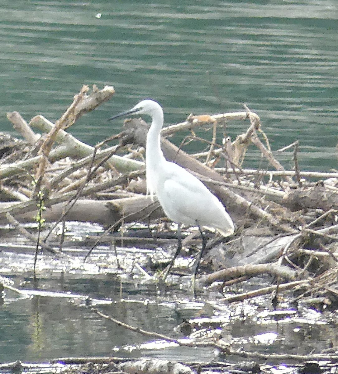 Little Egret - ML624023856