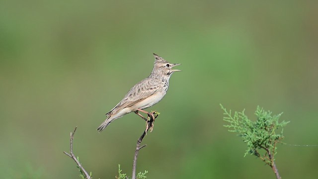 Хохлатый жаворонок - ML624023864