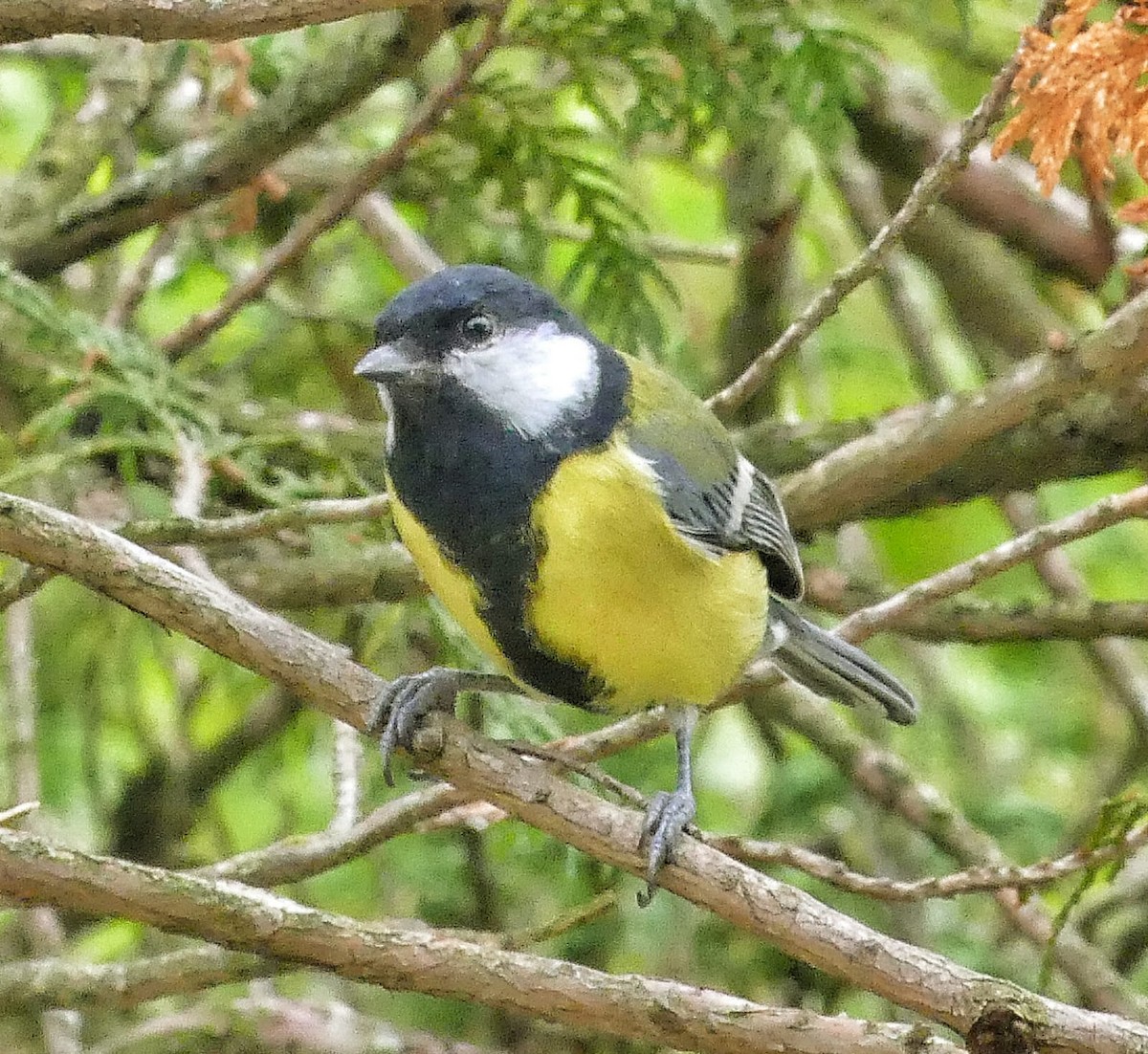 Great Tit - ML624023867