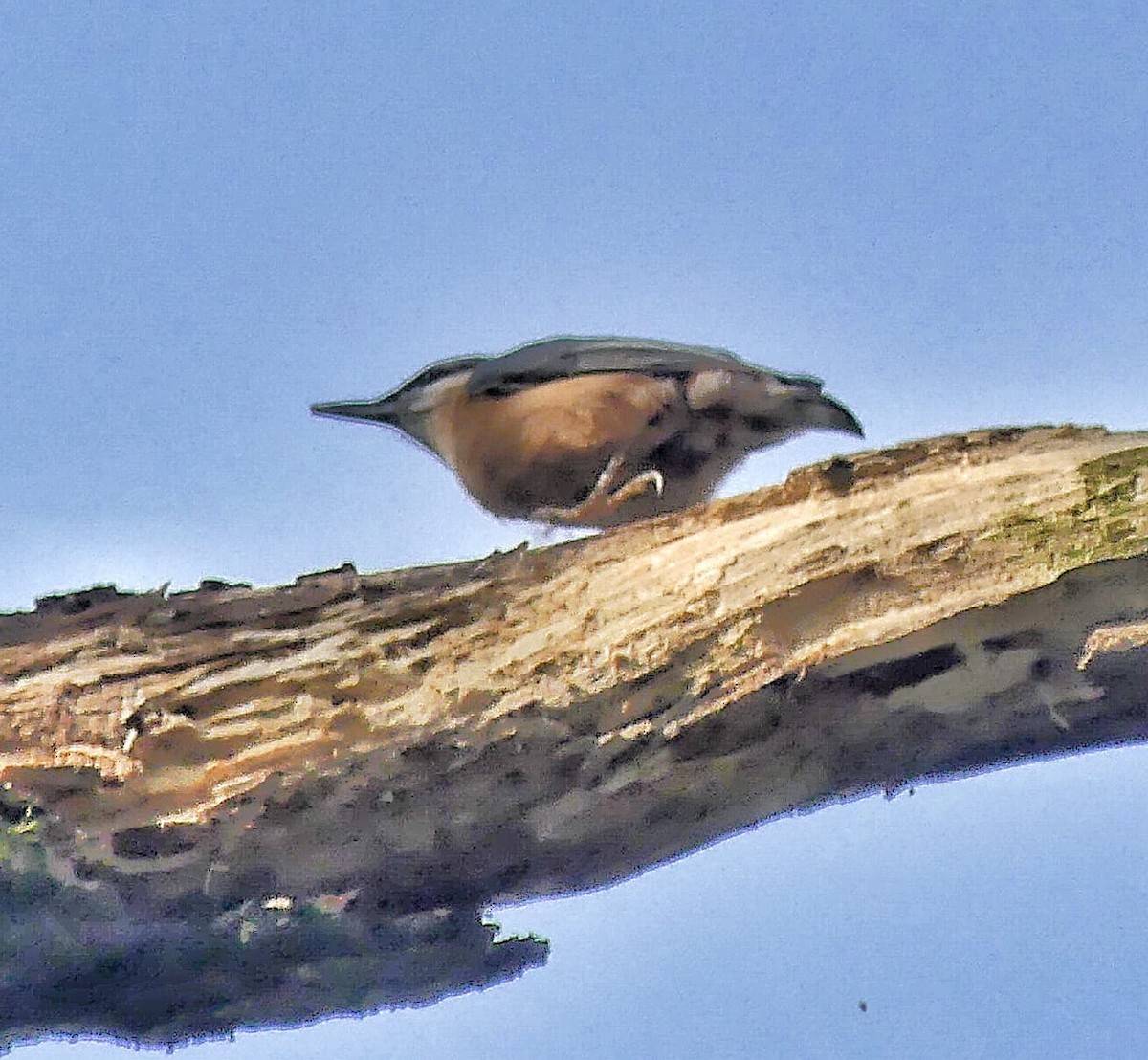 Eurasian Nuthatch - ML624023881