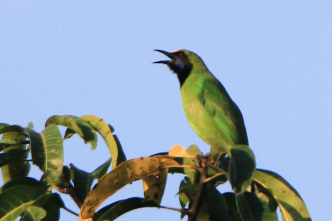 Golden-fronted Leafbird - ML624023894