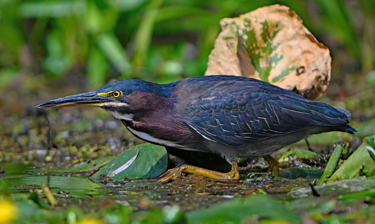 Green Heron - ML624023902