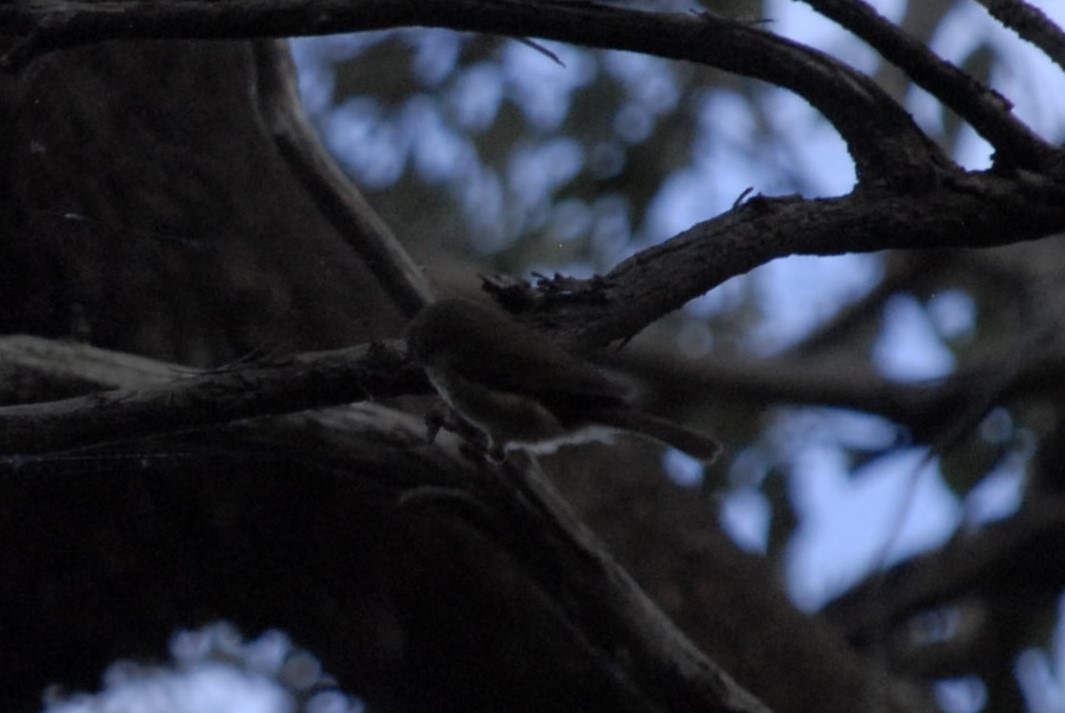 Brown Thornbill - Sammi Cunningham