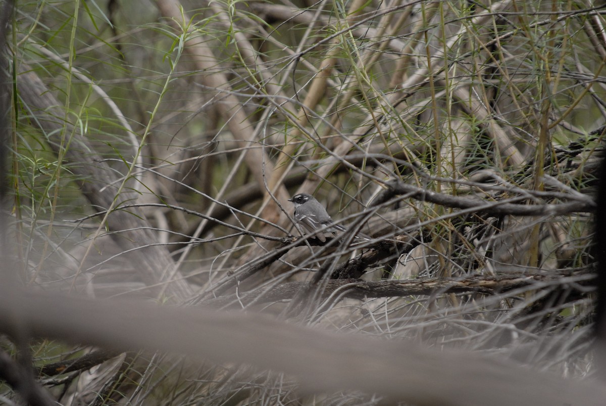 Gray Fantail - Sammi Cunningham